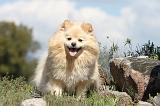 SPITZ ALLEMAND 292